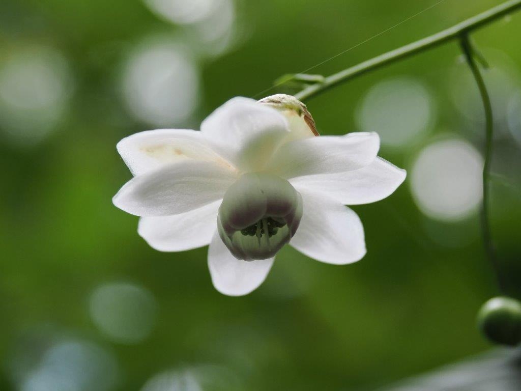 蓮華升麻（レンゲショウマ）
