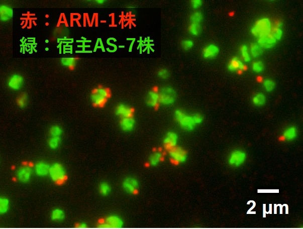 DPANN群に属する難培養性アーキアの培養に成功。寄生性アーキアの新しい生理生態を発見