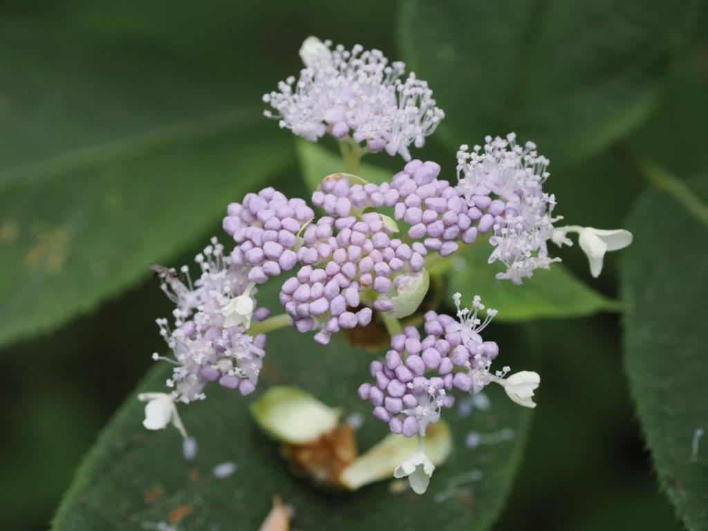 玉紫陽花（タマアジサイ）